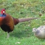 20% Discount Breaks Blog Post - Local Pheasants