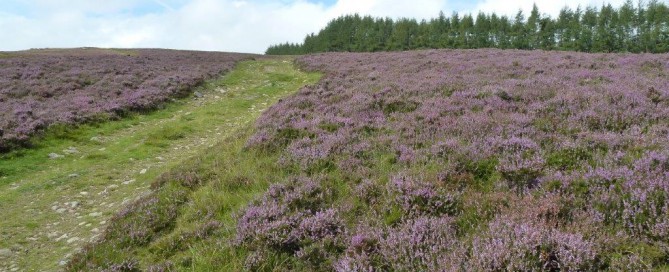 September Glenshee Heather