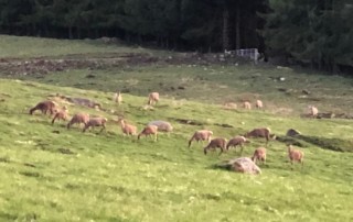 Deer Deer Deer